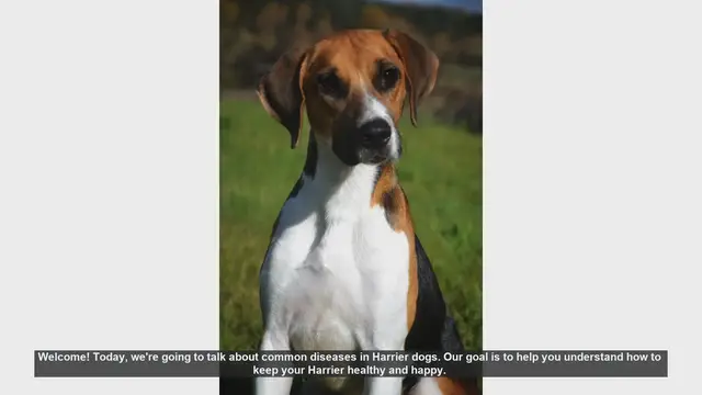 Video thumbnail for Common Diseases in Harrier Dogs: How to Keep Your Furry Friend Healthy