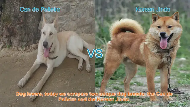 Video thumbnail for Comparing Can de Palleiro and Korean Jindo: A Comprehensive Guide