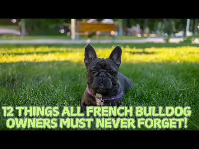 Video thumbnail for 12 Things All French Bulldog Owners Must Never Forget! 🐶