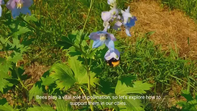 Video thumbnail for Beekeeping Basics - Creating Bee-Friendly Spaces