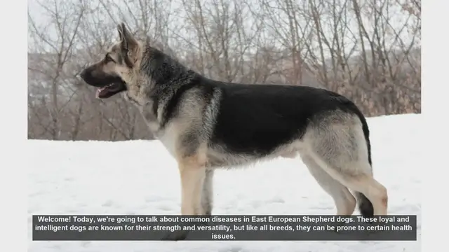 Video thumbnail for Common Health Issues in East European Shepherd Dogs
