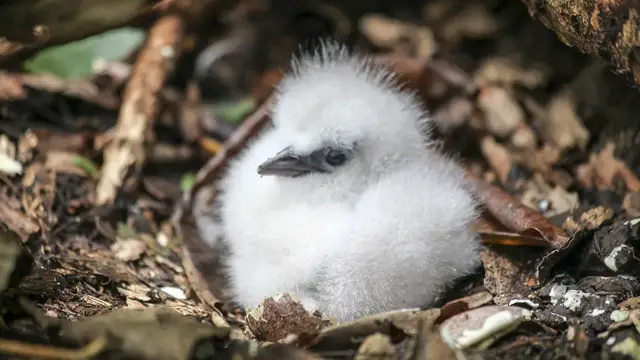 Video thumbnail for Vogelschutzinsel Cousin bei Praslin | Seychellen