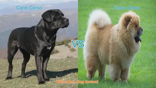 Video thumbnail for Cane Corso vs. Chow Chow: A Comparison of Two Distinct Dog Breeds