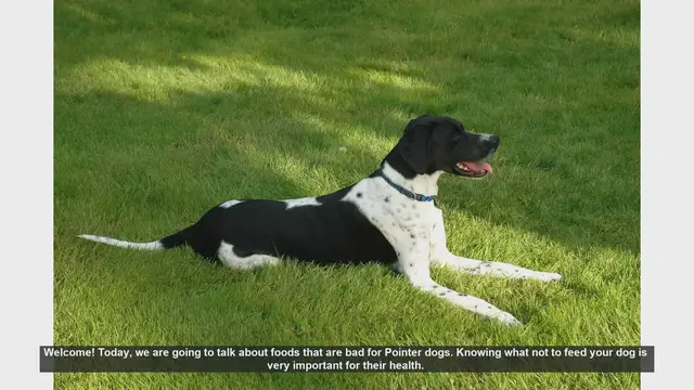 Video thumbnail for Dangerous Foods for Pointer Dogs: What to Avoid