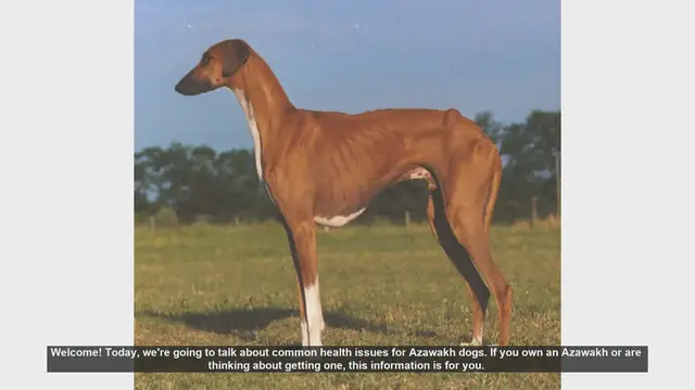 Video thumbnail for Common Health Issues in Azawakh Dogs: What You Need to Know