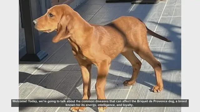 Video thumbnail for Common Health Issues in Briquet de Provence Dogs