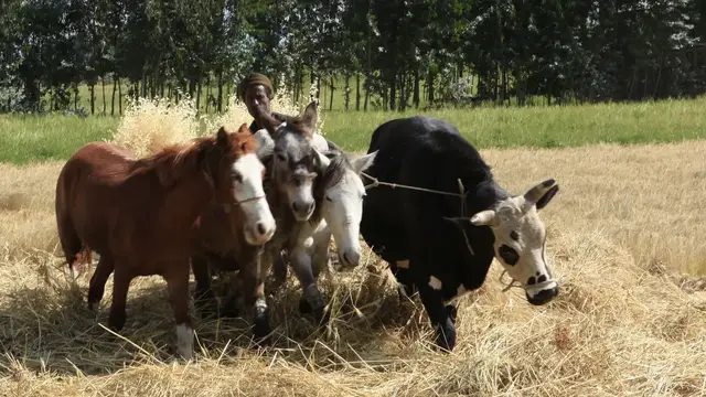 Video thumbnail for Fahrt ins Simien-Gebirge | Rundreise Äthiopien