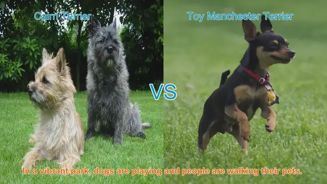 Video thumbnail for Cairn Terrier vs. Toy Manchester Terrier: A Charming Breed Comparison