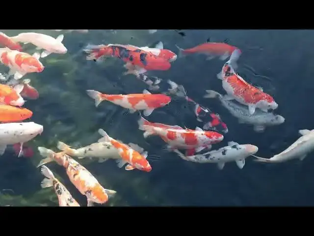Video thumbnail for Koi Fish Compatibility: Debunking the Myth of Universal Harmony