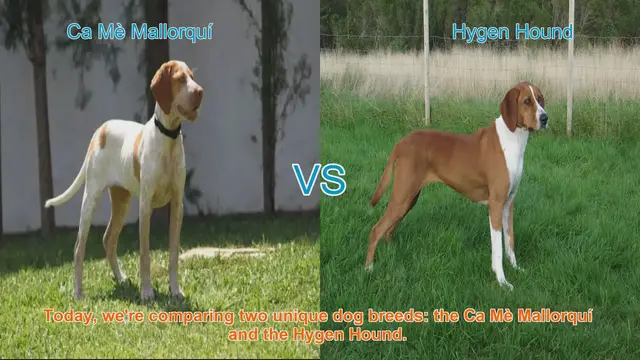 Video thumbnail for Dog Breed Comparison: Ca Mè Mallorquí vs. Hygen Hound