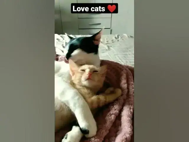 Video thumbnail for Barry dando banho na Mel. #shorts #cats #gatos