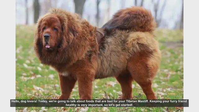 Video thumbnail for Foods to Avoid for Your Tibetan Mastiff: Keep Your Dog Safe and Healthy!