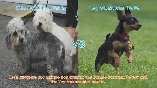 Video thumbnail for Comparing Dandie Dinmont Terrier and Toy Manchester Terrier: A Comprehensive Guide