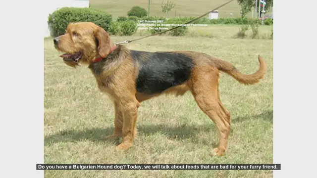 Video thumbnail for Foods to Avoid for Your Bulgarian Hound: Keep Your Dog Safe!