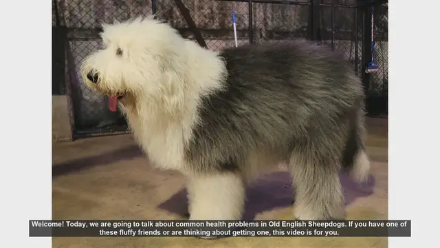 Video thumbnail for Common Health Problems in Old English Sheepdogs