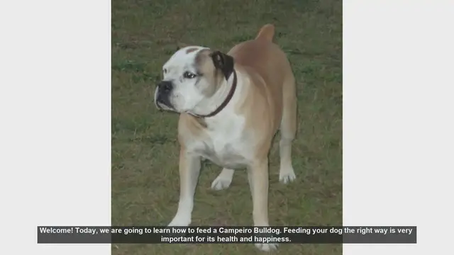 Video thumbnail for How to Properly Feed Your Campeiro Bulldog