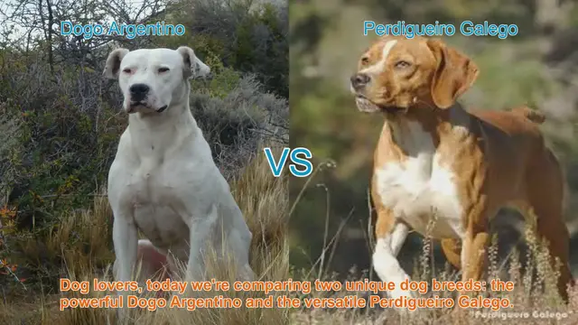 Video thumbnail for Comparing Dogo Argentino and Perdigueiro Galego: A Guide for Dog Lovers