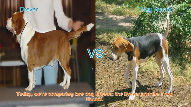 Video thumbnail for Drever vs. Trigg Hound: A Comprehensive Comparison