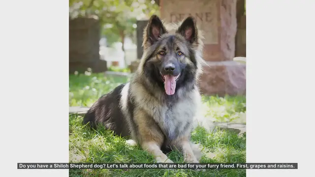 Video thumbnail for Dangerous Foods for Shiloh Shepherds: Keep Your Dog Safe!