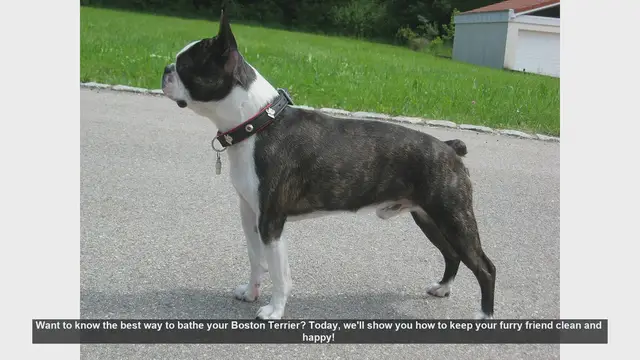 Video thumbnail for How to Bathe Your Boston Terrier: Step-by-Step Guide