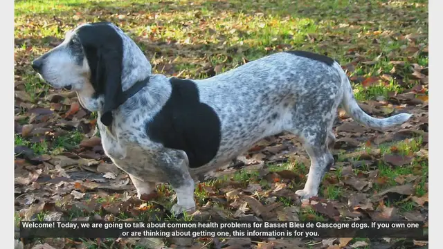 Video thumbnail for Common Health Problems in Basset Bleu de Gascogne Dogs