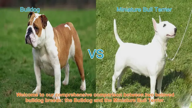 Video thumbnail for Bulldog vs. Miniature Bull Terrier: A Comprehensive Comparison