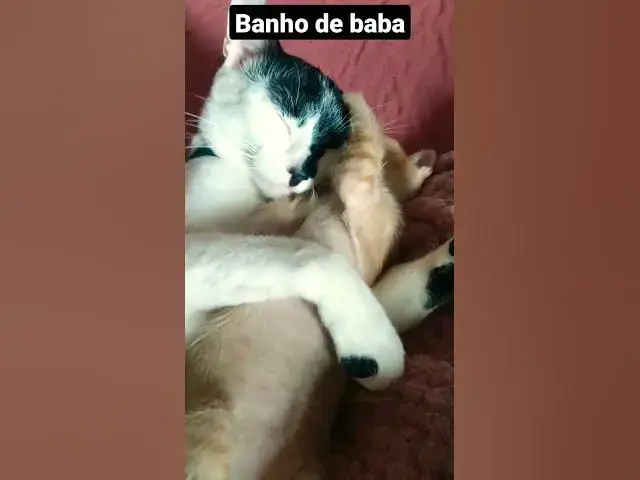 Video thumbnail for Barry e Mel filhote abraçados. #shorts #cats #shortsvideo #gatosengraçados #gatos