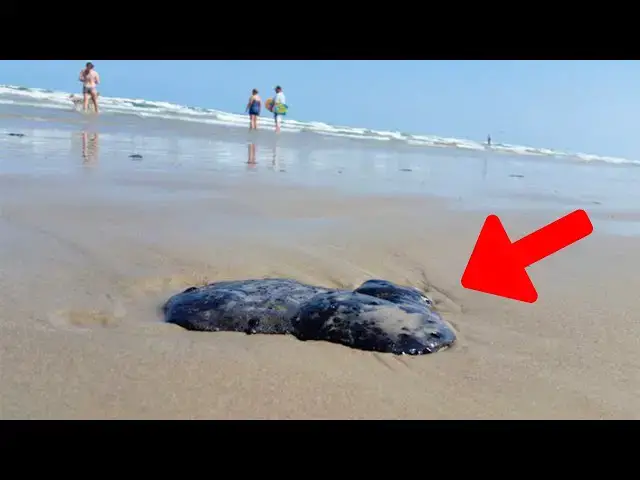 Video thumbnail for Mysterious Gray Mass Found on Beach, Scientists Identify Rare Creature