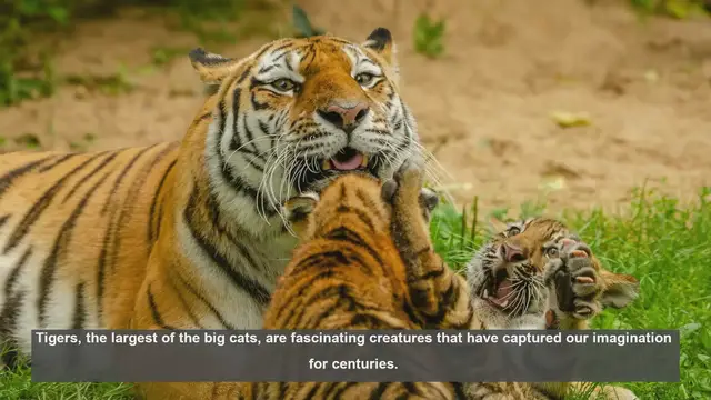 Video thumbnail for 10 Key Differences Between Male and Female Tigers