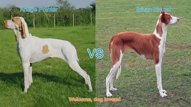Video thumbnail for Ariège Pointer vs. Ibizan Hound: A Comprehensive Comparison
