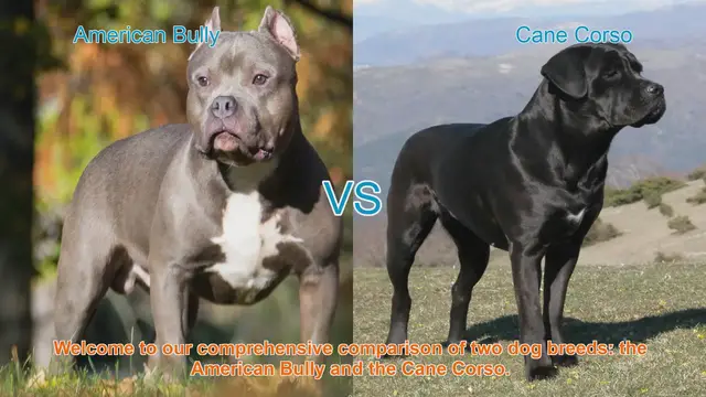Video thumbnail for American Bully vs. Cane Corso: A Comprehensive Breed Comparison