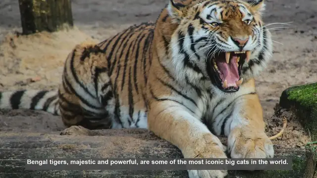 Video thumbnail for Top 10 Bengal Tiger Habitats: Where These Big Cats Thrive