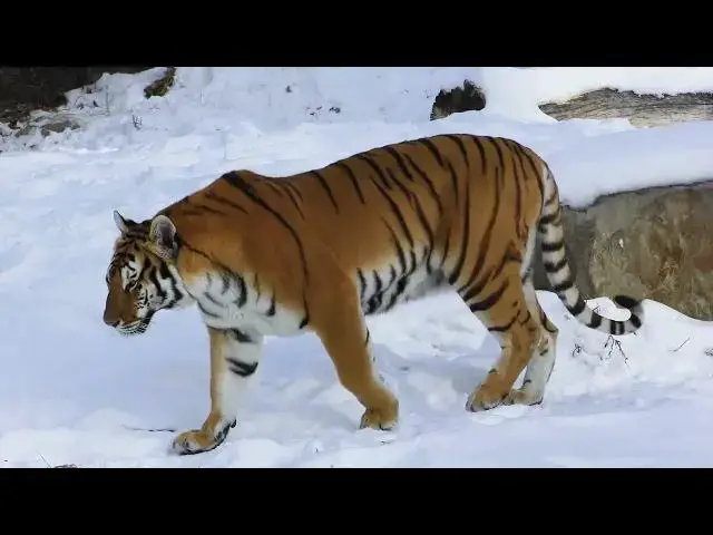 Video thumbnail for How Tiger Claw Marks Are Used to Map Territories