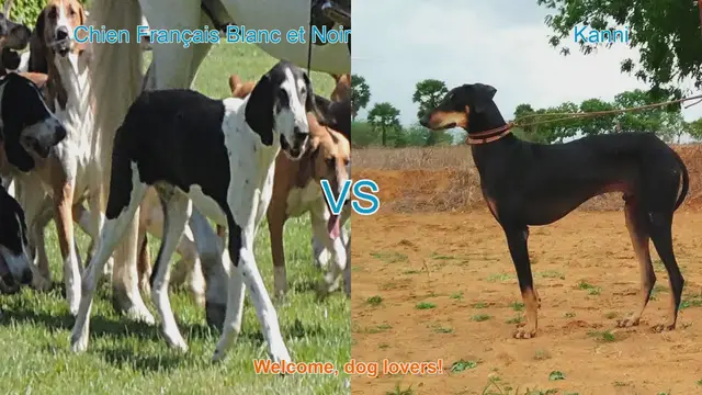Video thumbnail for Comparing Chien Français Blanc et Noir vs. Kanni: A Guide for Dog Lovers