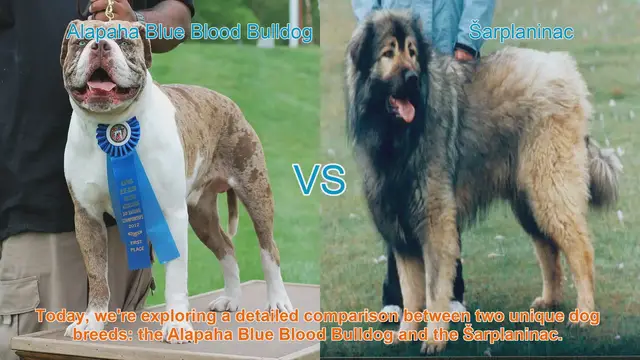 Video thumbnail for Alapaha Blue Blood Bulldog VS Šarplaninac