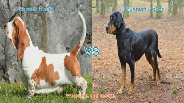 Video thumbnail for Basset Hound vs. Istrian Shorthaired Hound: A Comparison of Two Unique Dog Breeds