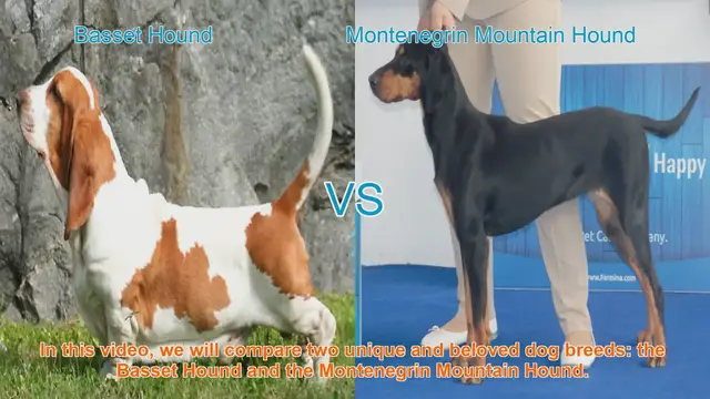 Video thumbnail for Basset Hound vs. Montenegrin Mountain Hound: A Comparison of Two Beloved Dog Breeds