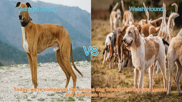 Video thumbnail for Banjara Hound vs. Welsh Hound: A Breed Comparison