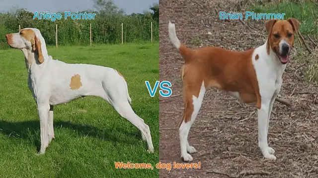 Video thumbnail for Ariège Pointer vs. Brian Plummer Terrier: A Comprehensive Comparison