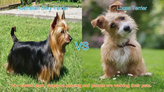 Video thumbnail for Comparing Australian Silky Terrier and Lucas Terrier: A Guide to Choosing the Right Breed