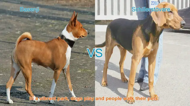 Video thumbnail for Basenji vs. Schillerstövare: A Breed Comparison