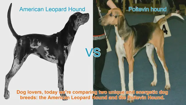 Video thumbnail for American Leopard Hound vs. Poitevin Hound: A Comparison of Energetic Dog Breeds