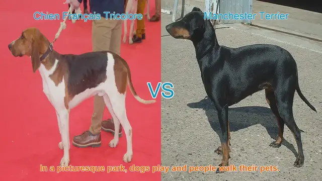 Video thumbnail for Chien Français Tricolore vs. Manchester Terrier: A Breed Comparison