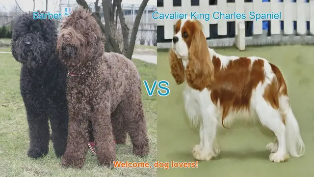 Video thumbnail for Barbet vs. Cavalier King Charles Spaniel: A Comparison of Charming Long-Hair Dog Breeds