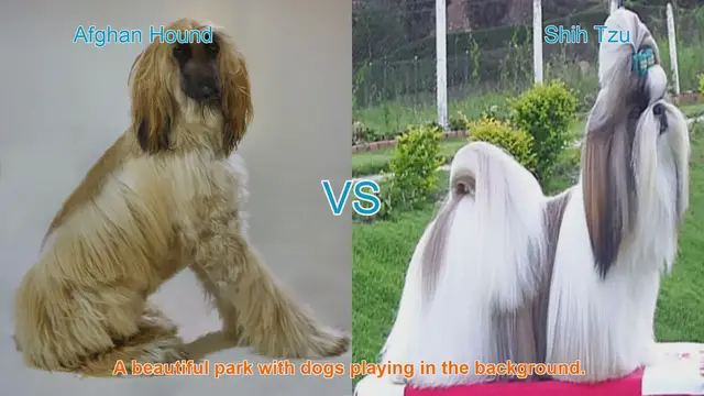 Video thumbnail for Comparing Afghan Hound and Shih Tzu: Unique Traits and Characteristics