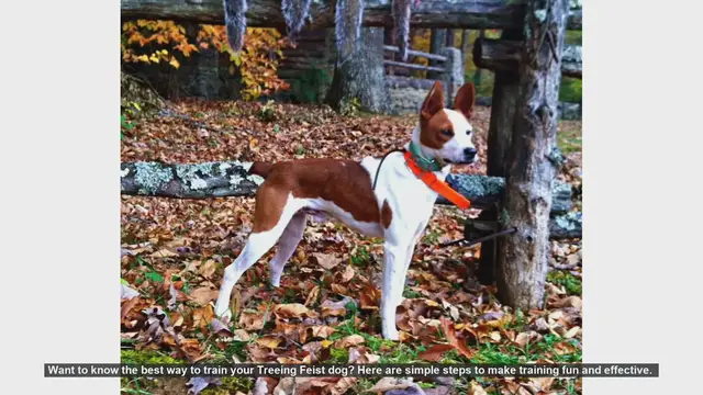 Video thumbnail for How to Train Your Treeing Feist Dog: Fun and Effective Steps