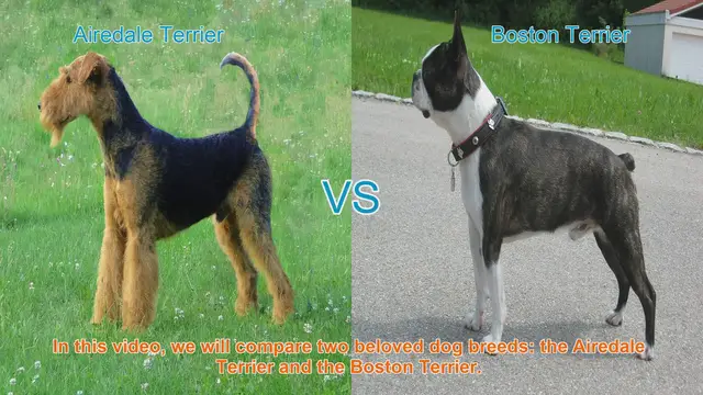 Video thumbnail for Airedale Terrier vs. Boston Terrier: A Breed Comparison