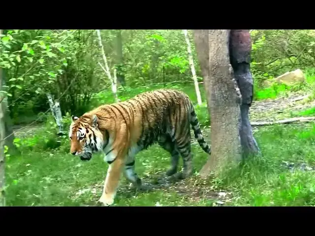 Video thumbnail for How Tigers’ Predatory Habits Protect Ancient Tree Species?