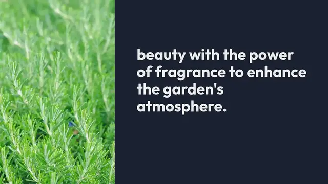 Video thumbnail for Aromatic Plants In Botanical Gardens