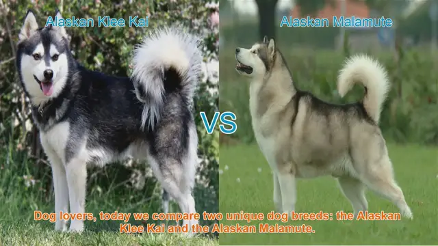 Video thumbnail for Alaskan Klee Kai VS Alaskan Malamute